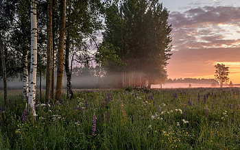 Sunrise in Latvia, mist, Latvia, birches, trees, meadow, sunrise HD wallpaper