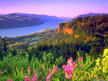 Flowers in the river bed, blue, flowers, lake, mountain HD wallpaper