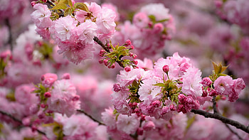 Beautiful Pink Blossom Cherry Flowers Buds Tree Branches Blur Background Flowers HD wallpaper