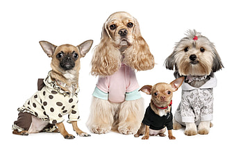 Animals, Dogs, Yorkshire Terrier, Variety, Chihuahua, Varieties, Costumes HD wallpaper