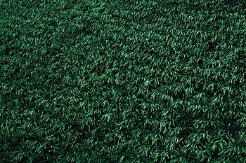 Plants, Nature, Grass, Lawn HD wallpaper