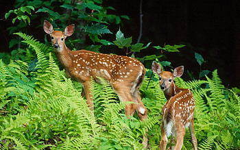 Animals, Deers HD wallpaper