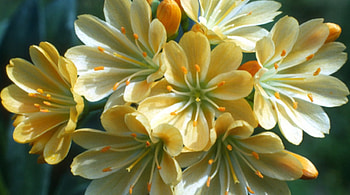 Lovely Flowers, perrty, flowers, spring, petals HD wallpaper