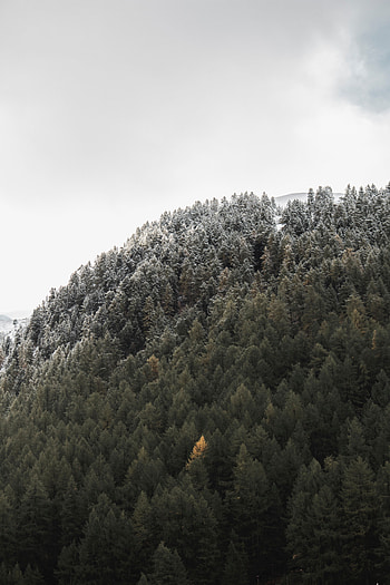 Nature, Trees, Mountain, Forest, Slope HD phone wallpaper