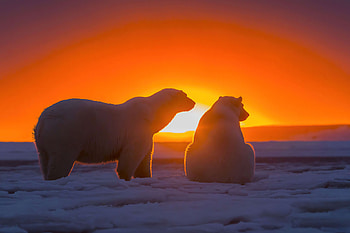 Two Polar Bears Watching Sunset , polar-bear, animals, sunset, sunrise HD wallpaper