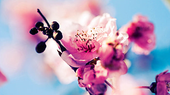 Flowers, Macro, Bloom, Flowering, Spring HD wallpaper
