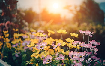 A tranquil garden scene with colorful flowers blooming under a warm sunset glow. HD wallpaper