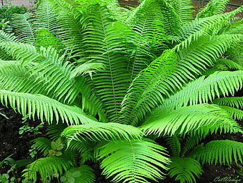 Plants, Ferns HD wallpaper