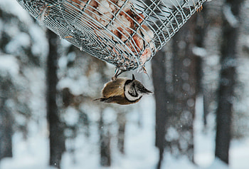 Animals, Bird, Snowfall, Stack HD wallpaper