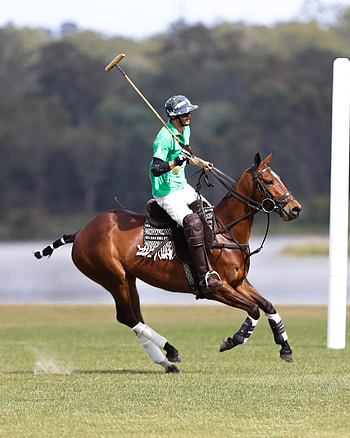 Queensland World Cup Show, Horse Polo HD phone wallpaper