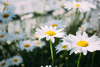 Flowers, Camomile, Flower, Petals, Field, Chamomile HD wallpaper