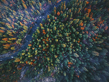 Forest, bird eye view, green, nature HD wallpaper