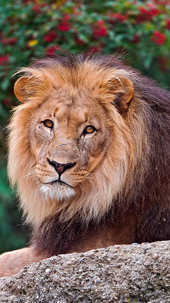Lion , Lion, Animal HD phone wallpaper