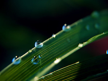 Background, Drops HD wallpaper
