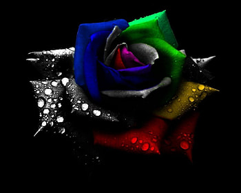 Multicoloured Rose, blue, multicolored, wet, petals, yellow, green, red HD wallpaper