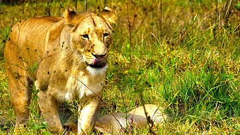Animals, Grass, Muzzle, Lion, Sight, Opinion HD wallpaper