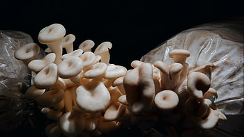 Mushroom footage, Close-up exploration, video , Captivating visuals HD wallpaper
