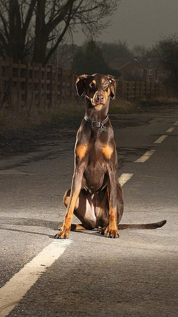 Doberman Dog, Night Street HD phone wallpaper