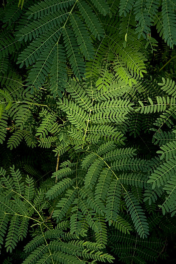 Nature, Grass, Leaves, View From Above HD phone wallpaper