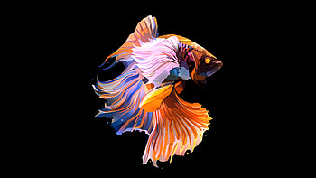 Fish Oled Dark, fish, dark, black, oled, artist, artwork, digital-art, deviantart HD wallpaper