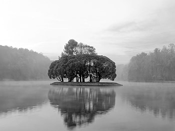 Trees in Lake, trees, cool, in lake HD wallpaper