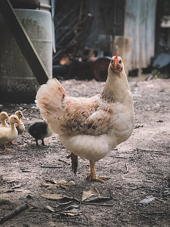 A hen and ducklings roam in a rustic farmyard, capturing a peaceful countryside scene. HD phone wallpaper