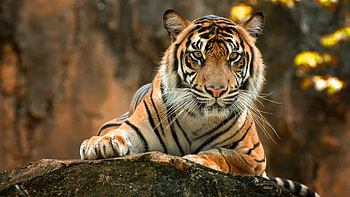 Bengal, Tigers HD wallpaper