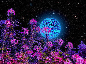 Summer night, blue, night, summer, pink, moon, fantasy, flower, luna, luminos HD wallpaper
