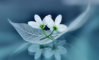 ღ❤ღ, plant, beautiful, spring, flower HD wallpaper