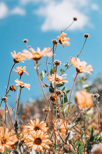 Flowers, Sky, Summer, Plant HD phone wallpaper