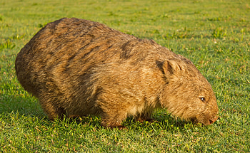Wombat appreciation, Unique , Distinctive marsupial, Animal art HD wallpaper