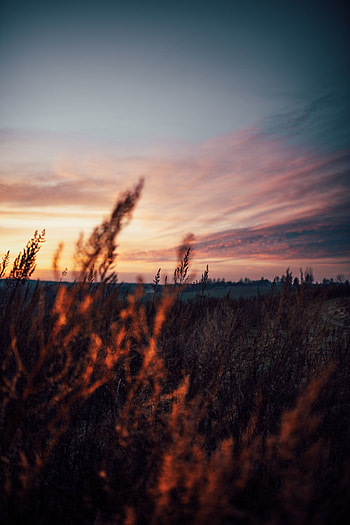 Nature, Grass, Twilight, Field, Dusk, Evening HD phone wallpaper