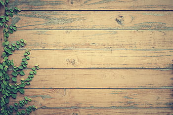 Natural rustic wood panel background with green creeping vines. HD wallpaper