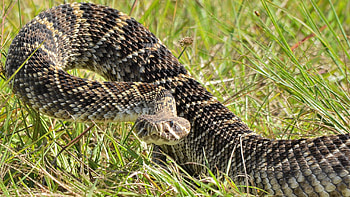 Eastern diamondback rattlesnake, Striking , Vibrant reptiles, High-quality HD wallpaper