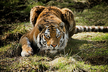 Animals, Grass, Predator, Tiger HD wallpaper