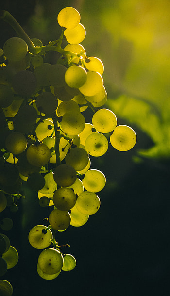 Grapes, Berries, Macro, Bunch HD phone wallpaper