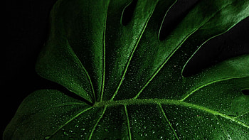 Monstera Deliciosa, Close-up leaf, Nature's beauty, Vibrant colors HD wallpaper
