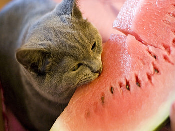 Animals, Food, Cat, Watermelon, Bite HD wallpaper