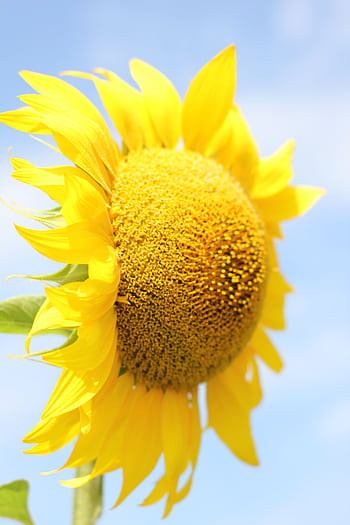 Bright sunflower in full bloom against a clear blue sky, capturing nature's beauty. HD phone wallpaper