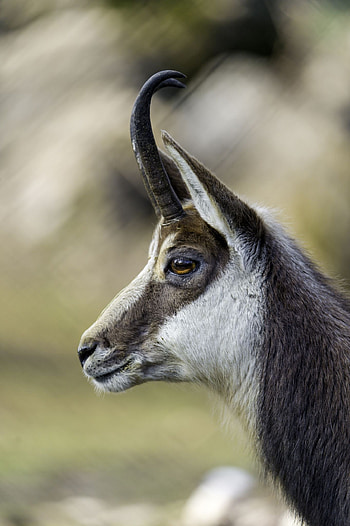 Chamois species, Magnificent horned creatures, Wild beast graphy, Majestic wilderness HD phone wallpaper