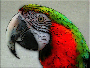 PARROTSLINES, beak, green, parrot, red HD wallpaper