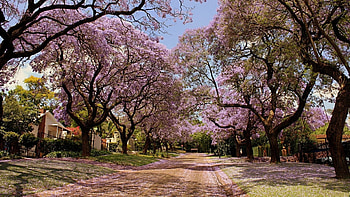 Landscape, Trees, Roads HD wallpaper