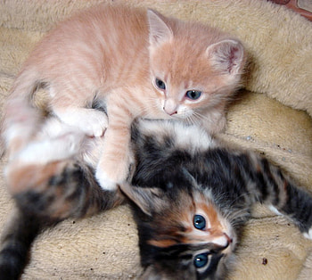 lovely kittens, cute, lovely, fun to play, kittens HD wallpaper