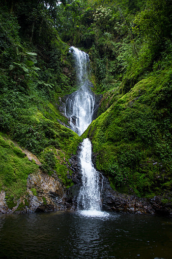 Nature, Water, Bush, Rock, Waterfall, Flow, Moss, Stream HD phone wallpaper