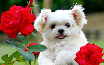 Cute dog puppies, Mobile HD wallpaper
