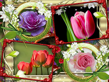 FRAMED FLOWERS, PRETTY, FLOWERS, FRAMED HD wallpaper