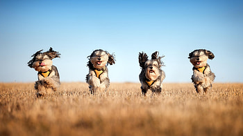 Running Dogs, animals, dog, running HD wallpaper