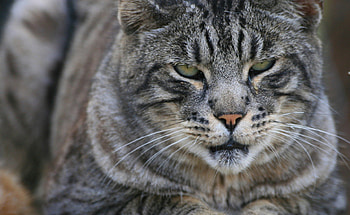 Cat, cats, kitties HD wallpaper