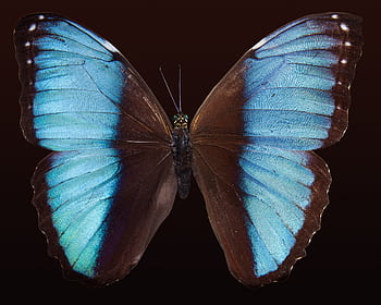 Close-up of a Blue Morpho butterfly showcasing vibrant blue wings against a dark background. HD wallpaper