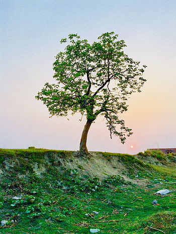 A lone tree stands against a vibrant sky at sunset, capturing the serene beauty of nature. HD phone wallpaper
